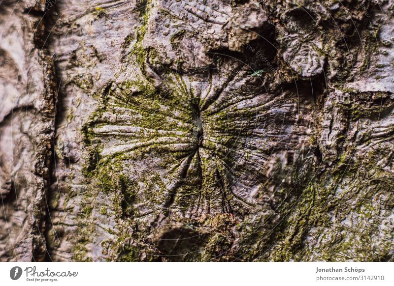 Baumrinde Außenaufnahme Jahreszeit Outdoor herbst natur Anus Rinde Nahaufnahme Form Rosette Hinterteil arschloch Arsch Arsch der Welt Natur Farbfoto Wald