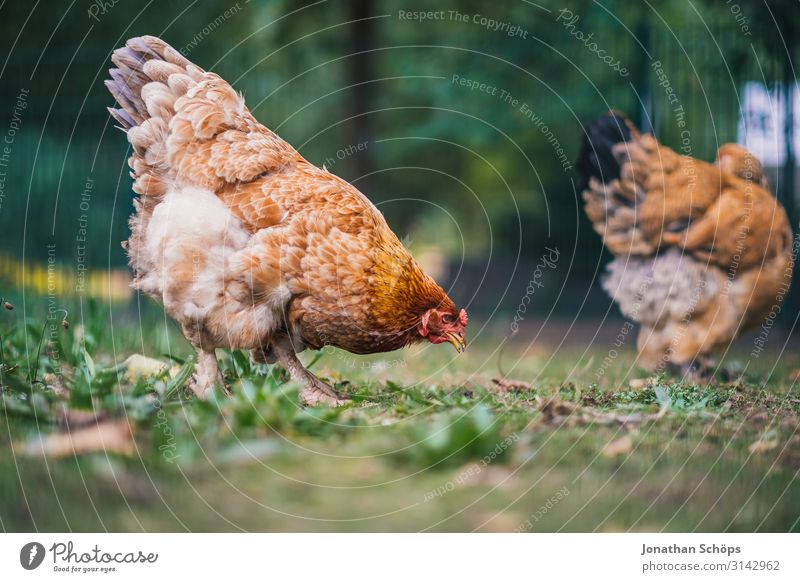 Huhn pickt nach Futter auf dem Boden Außenaufnahme Jahreszeit Outdoor herbst natur Tier Tierschutz Geflügel freilebend Freilandhaltung Tierporträt Farbfoto