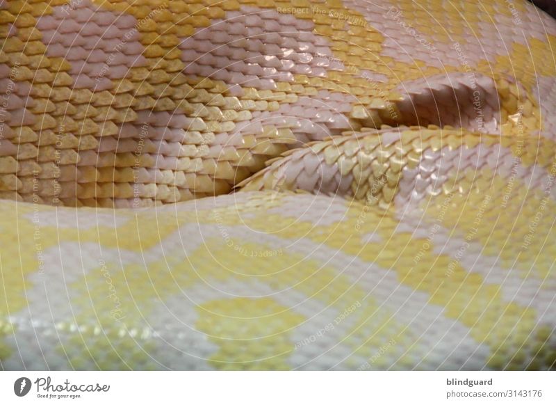 Snakes in Paradise Tier Wildtier Schlange Schuppen Zoo 1 schlafen gelb grau rosa weiß Reptil Farbfoto Innenaufnahme Detailaufnahme Menschenleer Kunstlicht