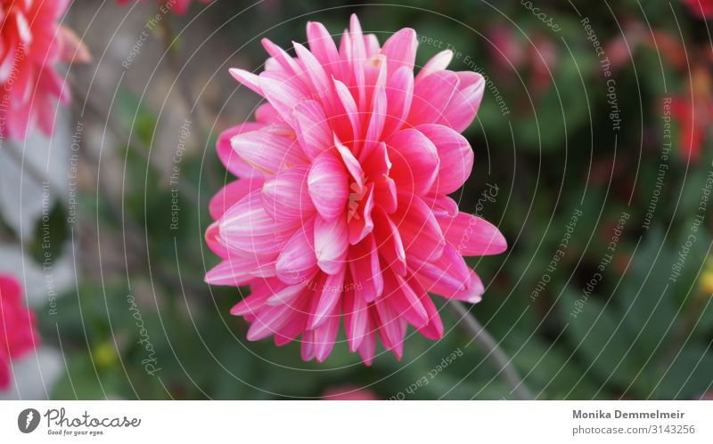 Dahlie Umwelt Natur Pflanze Herbst Schönes Wetter Blume Blüte Garten Park Wiese Dorf Fußgänger beobachten Duft natürlich schön rosa Stimmung Dahlien Fotografie