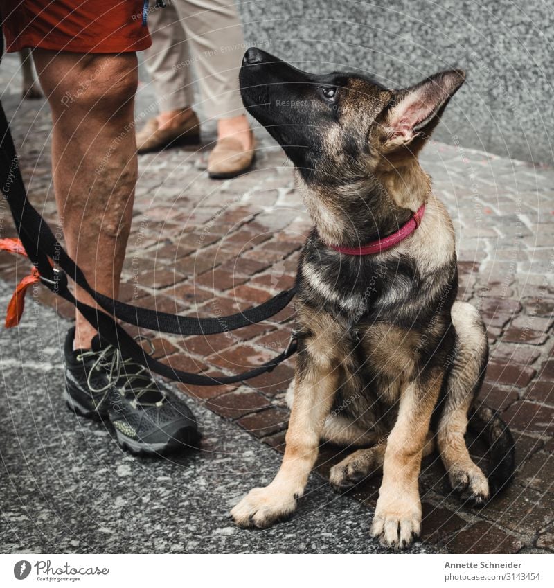 Schäferhund Welpe Tier Haustier Hund 1 braun rot schwarz dogs Farbfoto Außenaufnahme Wegsehen