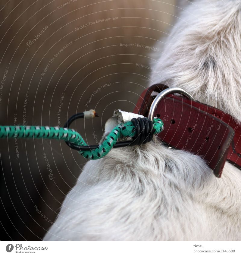 Spannungsbogen Tier Haustier Hund Fell 1 Hundehalsband Hundeleine Haken Ring sitzen warten einfach Sicherheit Schutz Partnerschaft entdecken Genauigkeit Idee