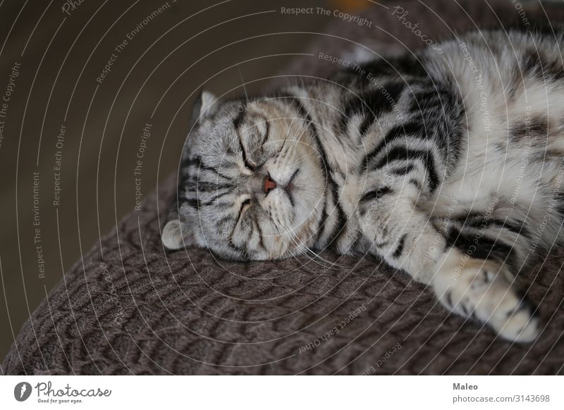 Britisch Kurzhaar Katze Ein Lizenzfreies Stock Foto Von