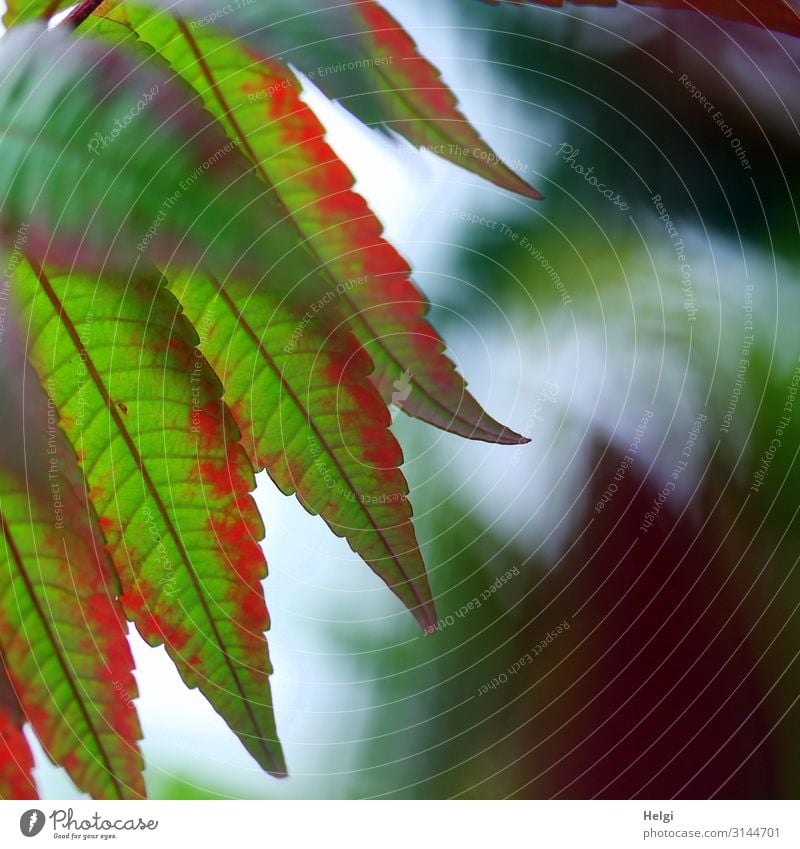 Nahaufnahme von grün-roten Blättern eines Essigbaumes im Herbst Umwelt Natur Pflanze Blatt Blattadern Herbstfärbung Park hängen ästhetisch schön einzigartig