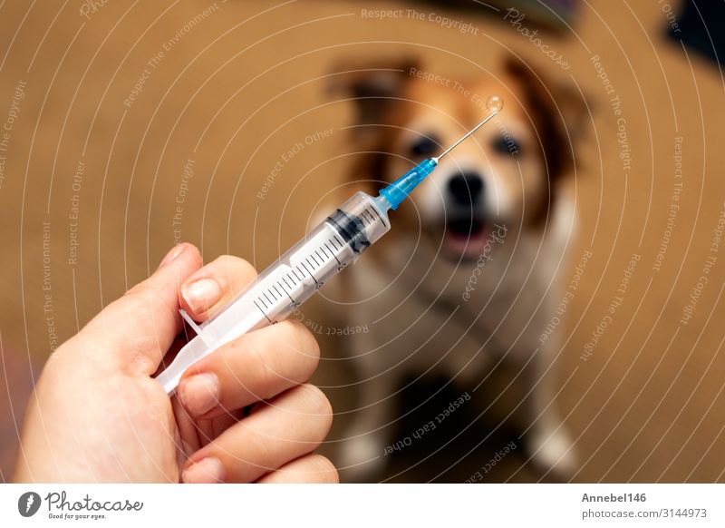 Hand mit Spritze und Hund zur Vorbereitung der Impfstoffinjektion Behandlung Krankheit Medikament Labor Arzt Büro Krankenhaus Mensch Tier Handschuhe Haustier