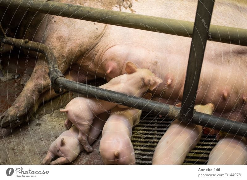 Mutter Schwein im Käfig mit ihren Ferkeln auf einem Zuchtbetrieb. Fleisch Fabrik Baby Erwachsene Menschengruppe Natur Tier Nutztier füttern schlafen Wachstum