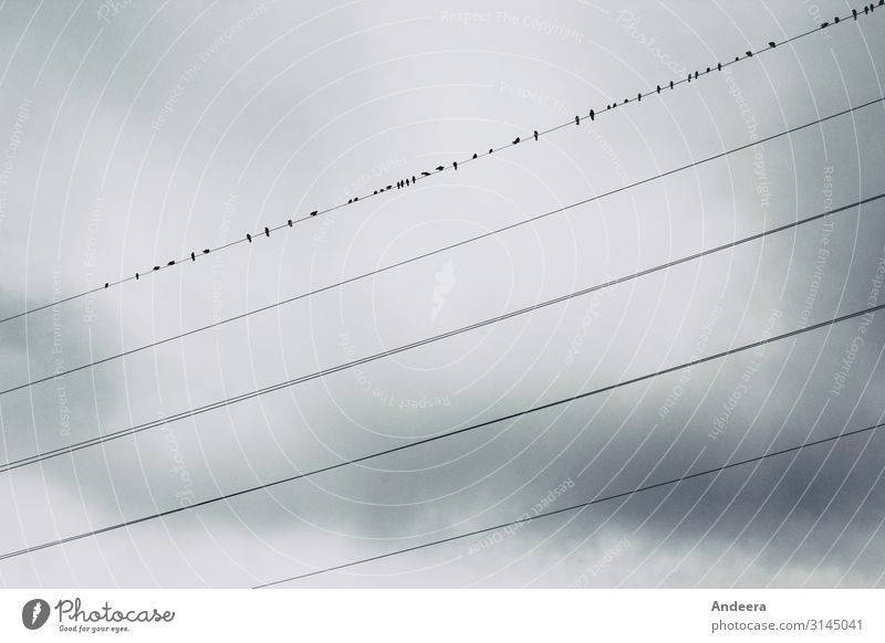 Vor einem grauen mit Wolken verhangenen Himmel sitzen Rabenvögel auf einer von fünf Stromleitungen Energiewirtschaft Umwelt Natur Tier Luft Gewitterwolken