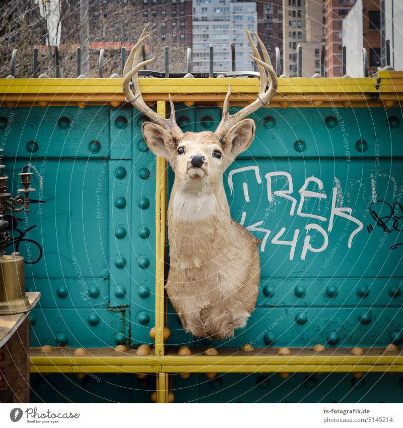 Der letzte Hirsch in New York Freizeit & Hobby Ferien & Urlaub & Reisen Tourismus Sightseeing Städtereise Tier Wildtier Totes Tier Hirsche Reh Horn 1 Souvenir