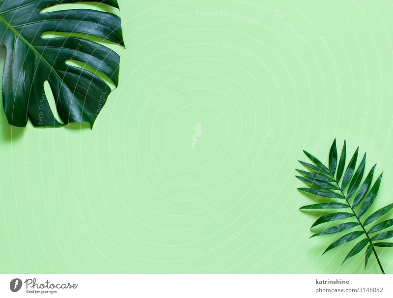Hintergrund mit Monsterblättern auf einem hellgrünen Hintergrund Design exotisch Ferien & Urlaub & Reisen Sommer Strand Pflanze Blatt Urwald trendy modern