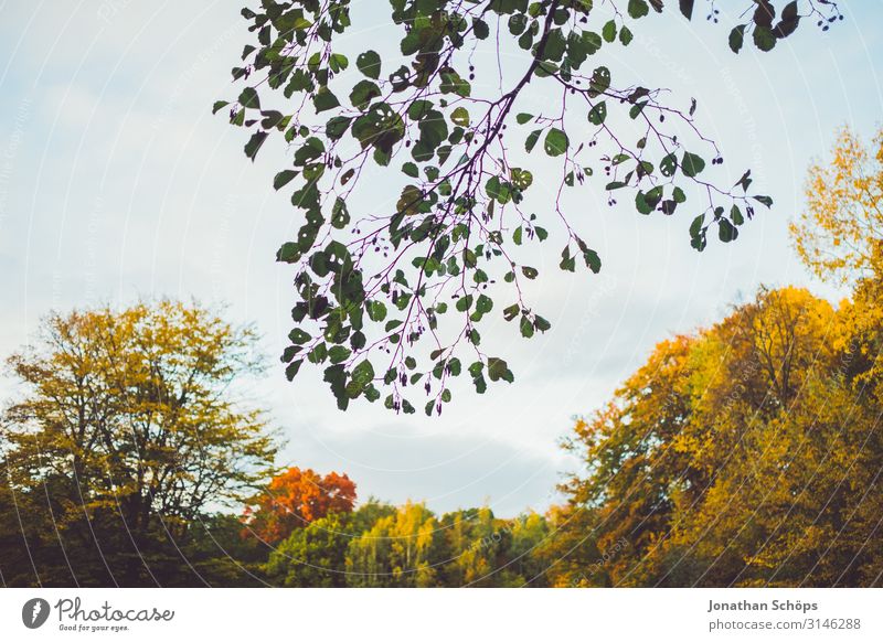 Zweig ragt in Himmel vor Herbstwald ruhig Natur Blatt Wald gelb achtsam Vergänglichkeit Abendsonne Jahreszeiten Oktober herbstlich mehrfarbig orange