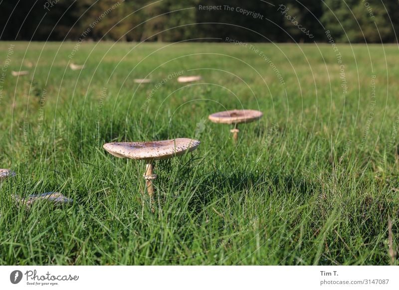 Pilze Umwelt Natur Landschaft Pflanze Erde Herbst Gras Brandenburg entdecken Wiese Waldlichtung Farbfoto Außenaufnahme Menschenleer Textfreiraum oben Morgen Tag