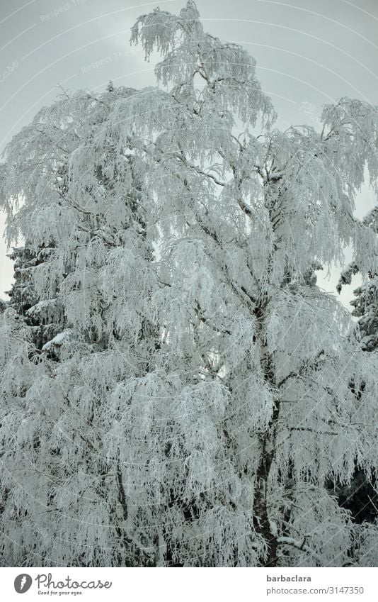 Eisiger Winterbaum Pflanze Urelemente Himmel Frost Schnee Baum Wald frieren stehen ästhetisch kalt blau weiß Stimmung bizarr Klima Natur Überleben Umwelt