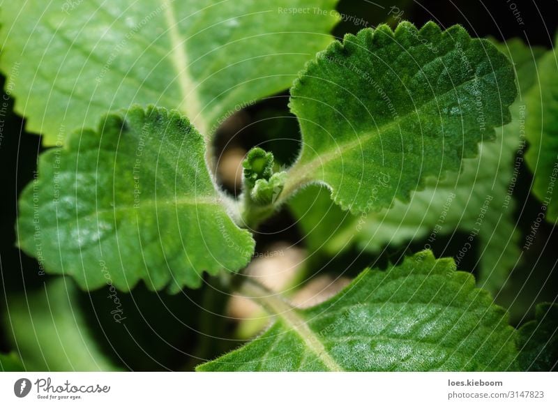 Blooming Plectranthus amboinicus or Mexican mint Lebensmittel Kräuter & Gewürze Natur Pflanze Nutzpflanze Garten Blühend Duft Essen frisch Gesundheit