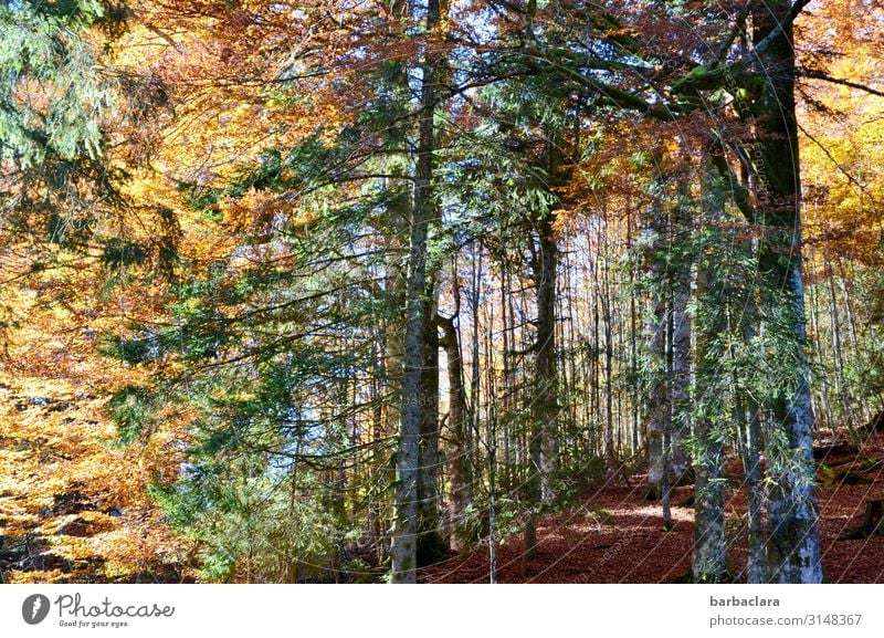 Herbstwald Landschaft Pflanze Urelemente Sonne Schönes Wetter Baum Blatt Wald fallen hängen leuchten gold grün rot Stimmung Lebensfreude Erholung Farbe