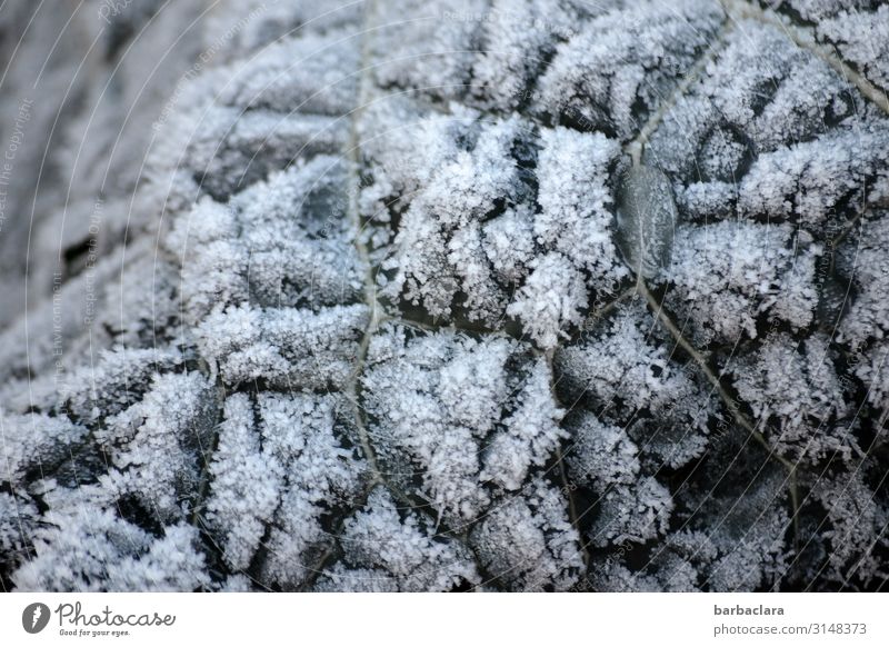 Eiszeit | gefrorenes Gartengemüse Gemüse Kohl Pflanze Winter Klima Frost Schnee Blatt Nutzpflanze kalt Natur Umwelt Wandel & Veränderung Farbfoto