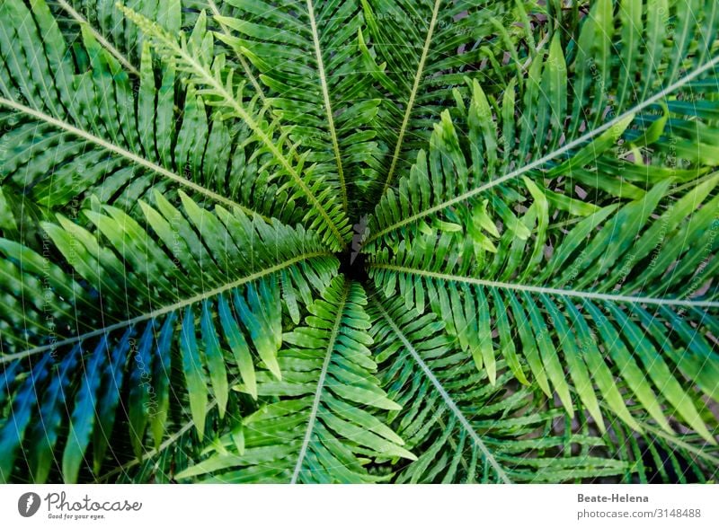 Es grünt so grün 6 Pflanze Farn Grünpflanze Zentralperspektive Farbfoto Farnblatt Mittelpunkt Botanik Blattgrün Detailaufnahme