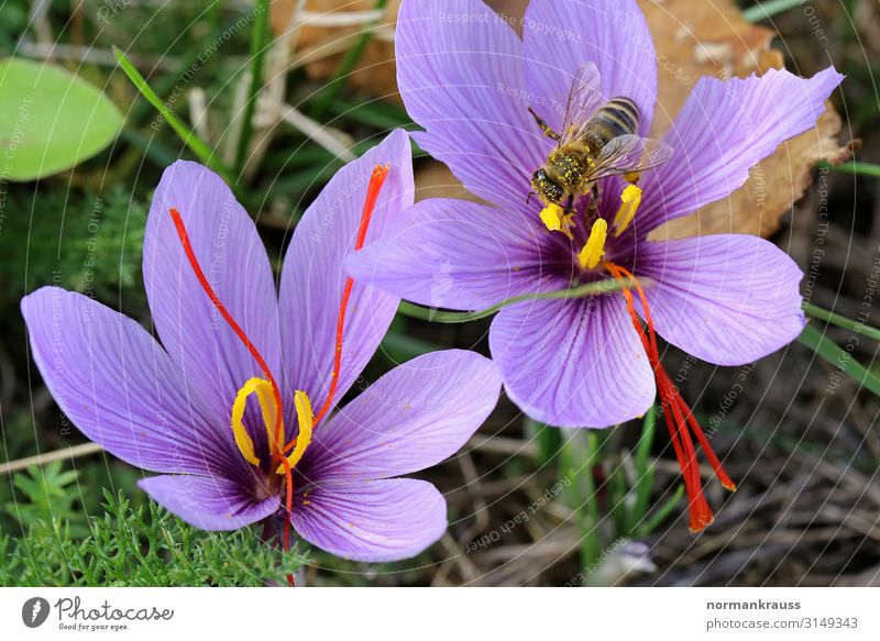Safran Blüten mit Biene Natur Pflanze Herbst Schönes Wetter Blume Tier Wildtier Flügel 1 Blühend Fressen schön violett Kräuter & Gewürze Farbfoto mehrfarbig