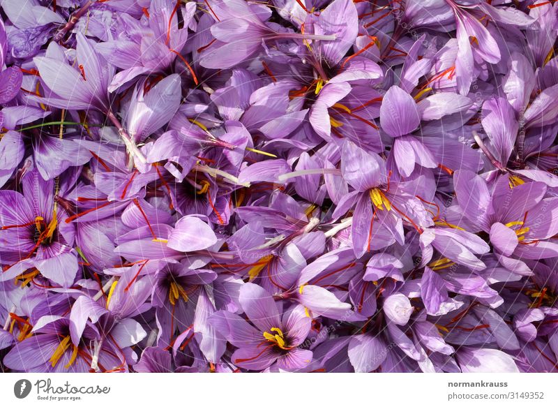 frisch geerntete Safranblüten Kräuter & Gewürze Pflanze Blüte Duft klein lecker violett Blume Farbfoto Außenaufnahme Nahaufnahme Menschenleer Tag