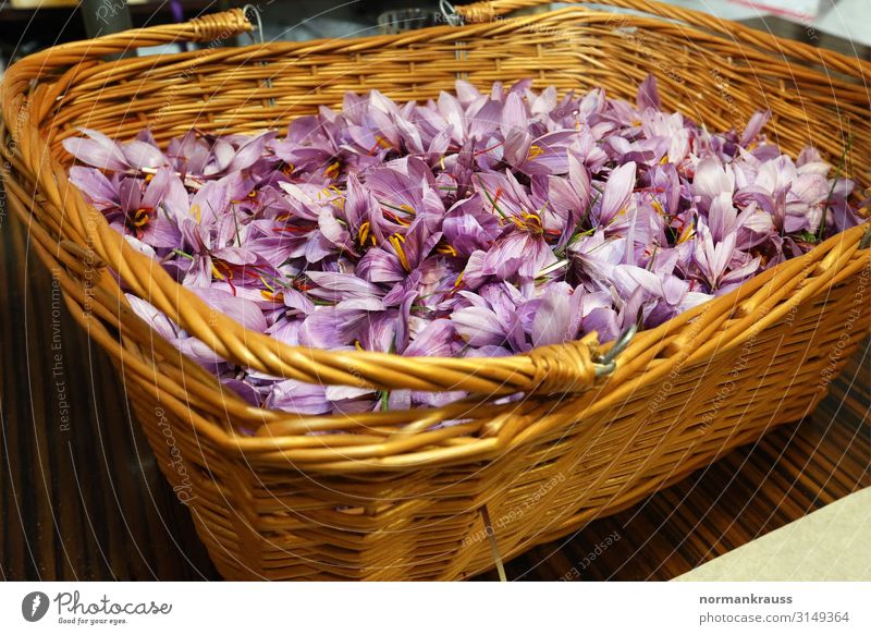 frisch geerntete Safranblüten in einem Korb Kräuter & Gewürze Pflanze Blume Duft Gesundheit natürlich violett Blüte Ernte Farbfoto Innenaufnahme Menschenleer