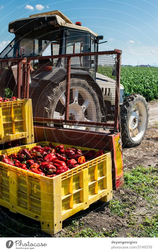 Reife große rote Paprikaschoten auf dem Traktor eines Bauernhofes. Gemüse Ernährung Pflanze Verkehr Wachstum frisch natürlich reifen Kommissionierung Kiste