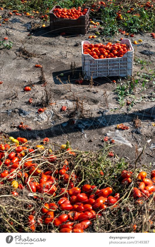 Tomaten manuell in Kisten pflücken. Tomatenfarm. Pflanze Wachstum frisch natürlich rot Ackerbau Kommissionierung industriell kultivieren Biotechnologie