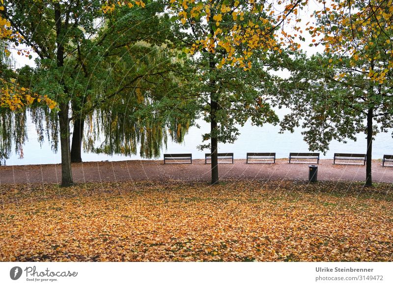 Herbst hanseatisch Umwelt Natur Pflanze Wasser Baum Blatt Park Seeufer Alster Hamburg Stadt Hafenstadt Stadtzentrum Erholung dehydrieren natürlich Gefühle