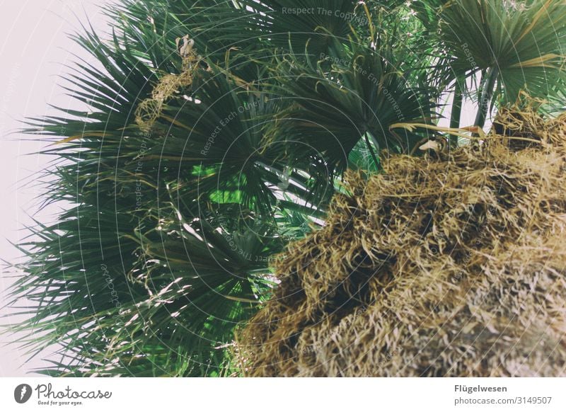 Palme Palmenwedel Palmenstrand Palmendach Palmenhaus Palmenzweige Palmengarten USA Nationalpark Amerika