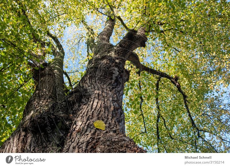 Linde Umwelt Pflanze Baum natürlich stark Macht Kraft Farbfoto Außenaufnahme Menschenleer Froschperspektive