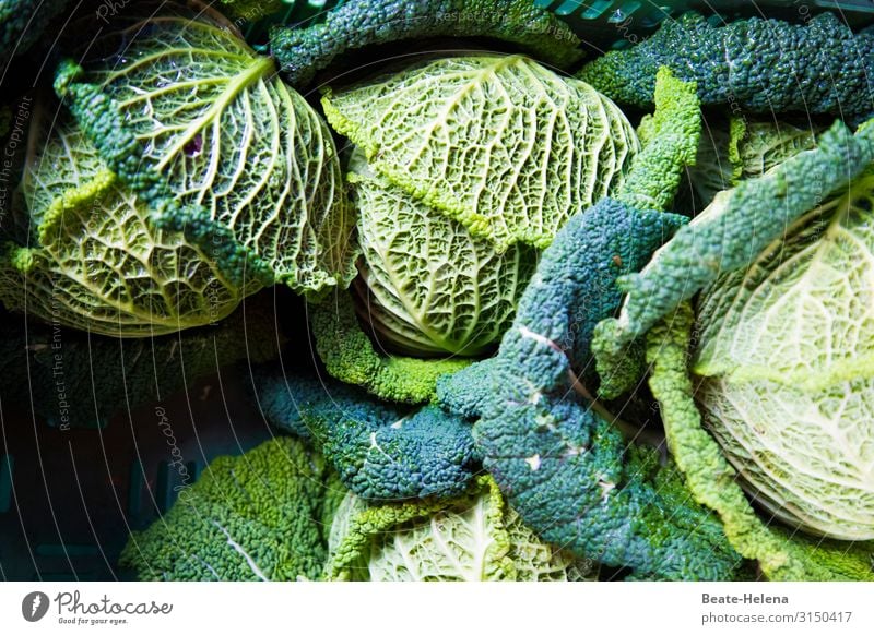 Wintergemüse Wirsing vegetarisch gesund vegan Blattadern Gemüse frisch Ernährung Lebensmittel lecker Bioprodukte Vegetarische Ernährung Gesunde Ernährung