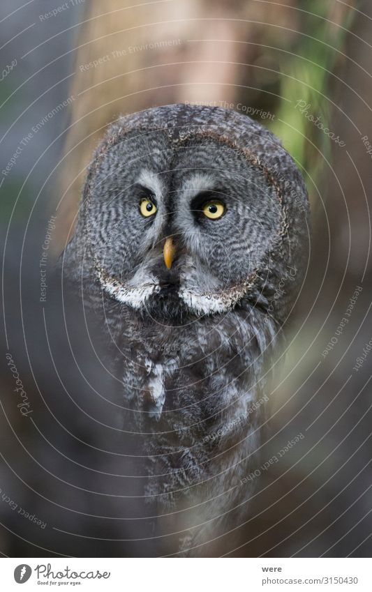 owl looks into the camera Natur Tier Wildtier Vogel 1 weich Falconer Owl Plumage Prey animal bird bird of prey copy space falconry feathers flight fly hunting
