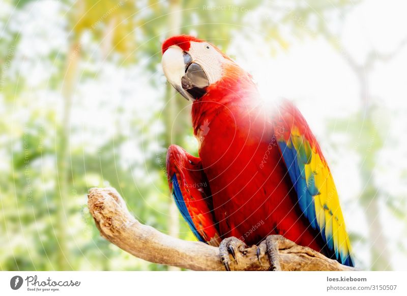 Kinky Red scarlet macaw in jungle Natur Tier Sonnenlicht Sommer Baum exotisch Park Urwald Haustier Wildtier Vogel Flügel Zoo Papageienvogel 1 Wärme rot Freude