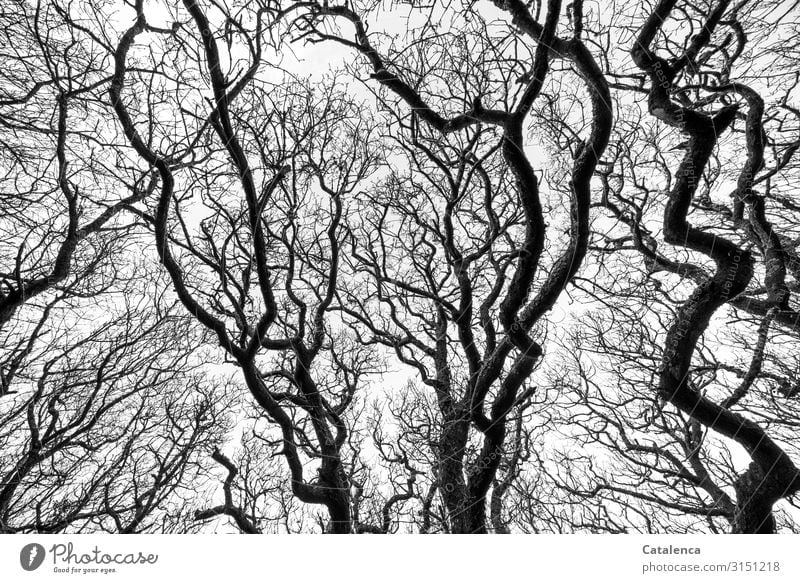 Die kahlen,  knorrigen wild verzweigten Äste alter Laubbäume  strecken sich gen Himmel Hintergrund Zweige verdreht Baum Laubbaum knotig wachsen Winter Tag