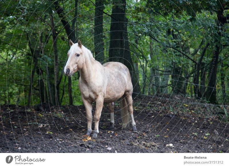 Welt der Tiere 14 Pferd Wald weiß abwartend Außenaufnahme Freiheit Landschaft schön