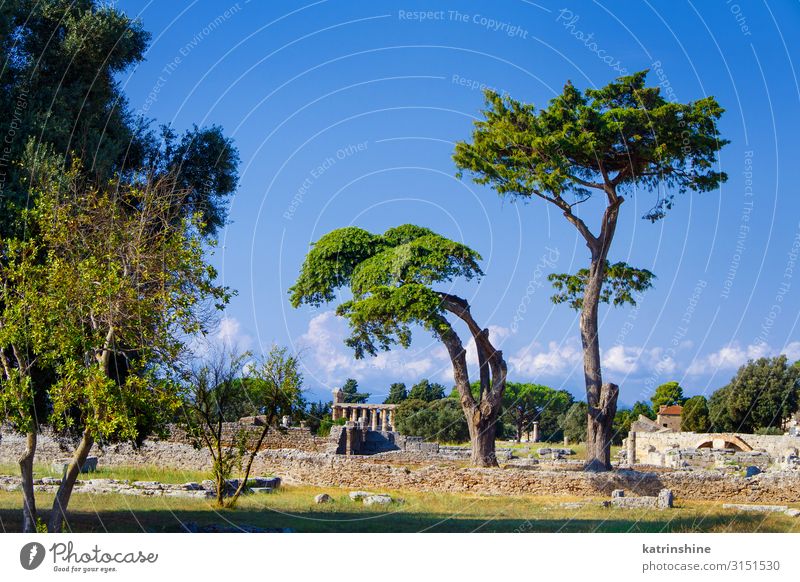 Landschaft mit dem griechischen Tempel. Paestum, Italien Ferien & Urlaub & Reisen Tourismus Kunst Kultur Park Ruine Architektur alt Poseidonia Akropolis