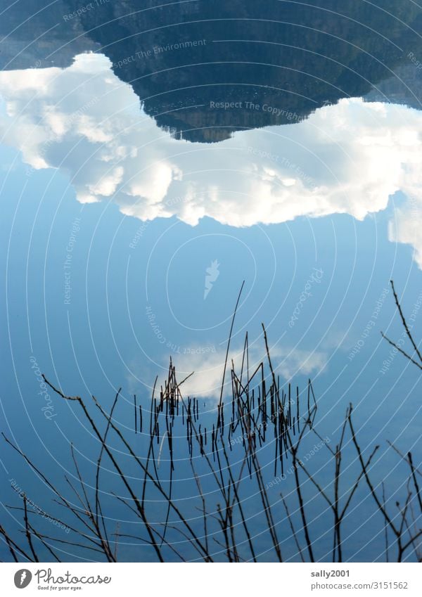 verkehrte Welt... Spiegelung Reflexion & Spiegelung See glatt ruhig Berg Schilf Wolken Wasser Winter Wasseroberfläche Seeufer Wasserspiegelung Idylle Landschaft