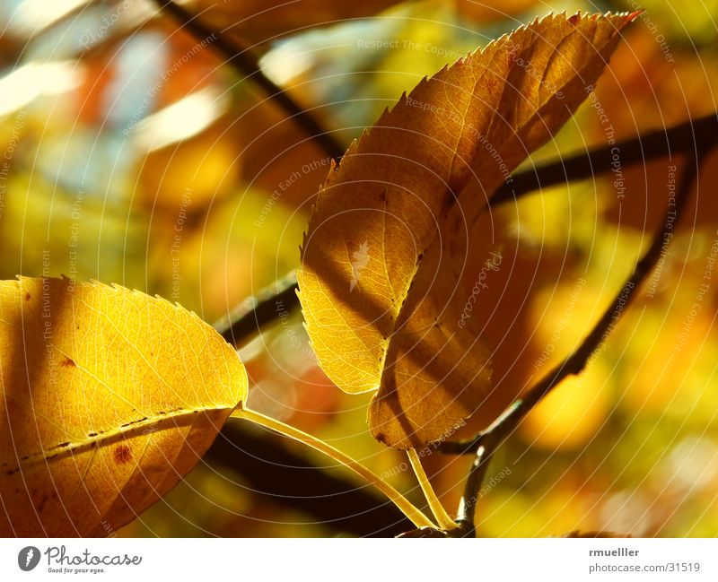 HerbstGold II Blatt gelb braun Baum Wald Makroaufnahme gold Farbe