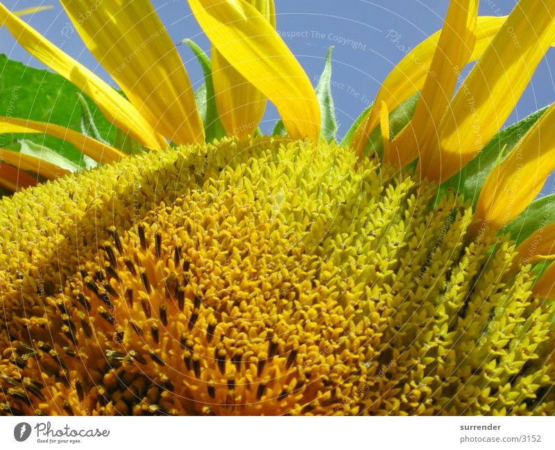 Sonnenblume Makro Sommer Feld