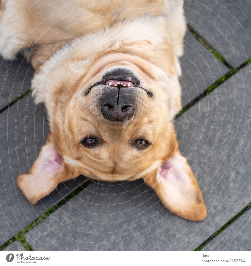 liegender Hund Hamburg ein lizenzfreies Stock Foto von Photocase