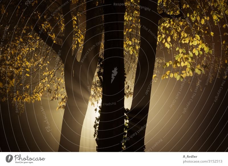 Bäume in herbstlicher Abendstimmung Kunst Natur Urelemente Herbst Baum außergewöhnlich bedrohlich dunkel gruselig braun gelb schwarz Gefühle Stimmung Angst