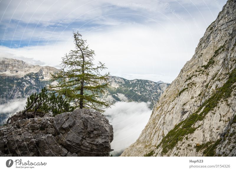 Baum auf dem Felsen Natur Landschaft Pflanze Himmel Wolken Herbst Schönes Wetter Alpen Berge u. Gebirge Gipfel entdecken Fitness laufen Ferien & Urlaub & Reisen