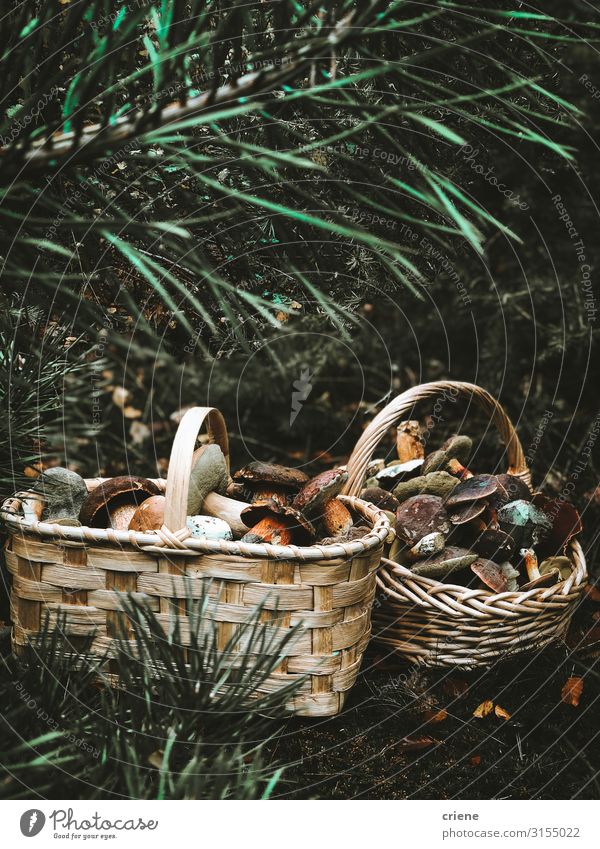 Pilze in einem Korb Lebensmittel Natur Gras Wald Weidenkorb Herbst Isoliert (Position) weiß grün braun Picknick leer natürlich frisch Sommer
