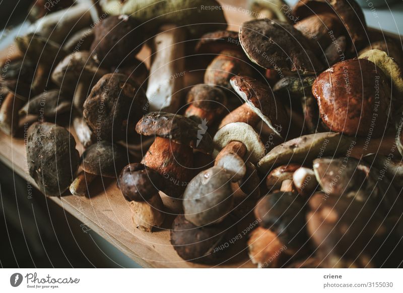 Frisch gepflückte Waldpilze Lebensmittel Pilz Steinpilze Zutaten Makroaufnahme Nahaufnahme Essen zubereiten vereinzelt aromatisch frisch organisch Gesundheit