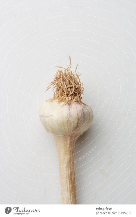 Knoblauchkopf in farbigem Hintergrund Gemüse Kräuter & Gewürze Vegetarische Ernährung Pflanze frisch natürlich weiß organisch Kopf roh Knolle Gesundheit