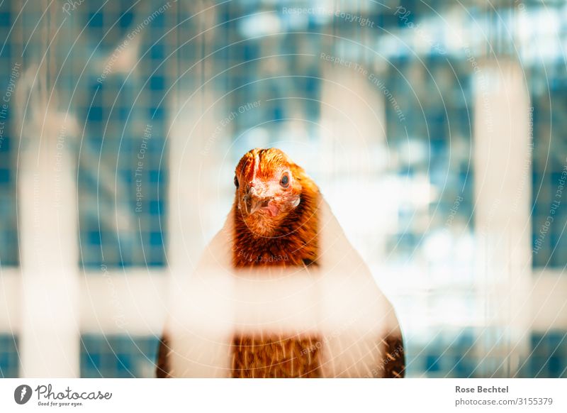 Huhn im Käfig Ernährung Nutztier Haushuhn 1 Tier blau orange türkis Verantwortung Wandel & Veränderung Käfighaltung Viehhaltung Tierhaltung gefangen Gitter
