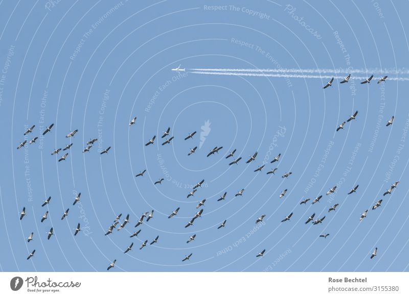 Flugbetrieb Himmel Herbst Luftverkehr Flugzeug Passagierflugzeug Wildtier Vogel Schwarm fliegen hoch Geschwindigkeit blau weiß Umwelt Kranich Vogelschwarm