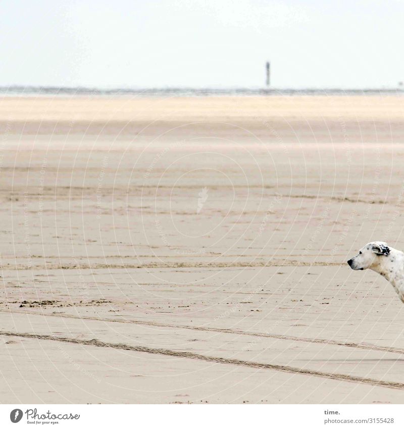 Strandkieker Umwelt Natur Landschaft Sand Himmel Horizont Schönes Wetter Küste Meer Nordsee Nordseeinsel Rømø Tier Haustier Hund Tiergesicht 1 beobachten Blick