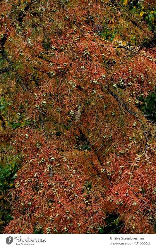 Herbstlich in Planten und Blomen Städtereise Umwelt Natur Pflanze Baum Wildpflanze Park Hamburg alt dehydrieren natürlich stachelig Wärme braun Vergänglichkeit