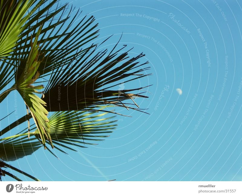 Fernweh II (mit Mond) Palme Baum Sommer Süden Ferien & Urlaub & Reisen grün Blatt Himmel blau Natur Nahaufnahme