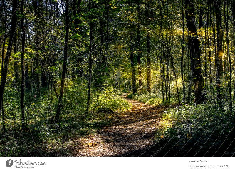 Spaziergang in der Innaue Natur Landschaft Pflanze Sonne Sonnenlicht Herbst Schönes Wetter Baum Blatt Wald wandern Farbfoto Außenaufnahme Tag Lichterscheinung