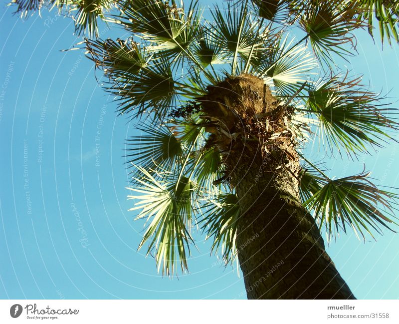 Fernweh Palme grün Ferien & Urlaub & Reisen Blatt Süden Sommer Pflanze Natur Himmel Nahaufnahme